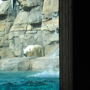 Polar Bear Passage-Polar Bear