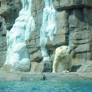 Polar Bear Passage-Polar Bear