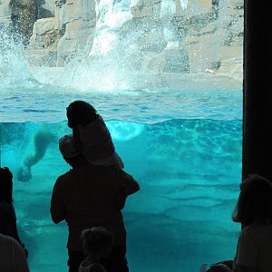 Polar Bear Passage-Polar Bear