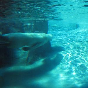 Polar Bear Passage-Polar Bear