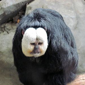 Tropics-White-faced Saki Monkey