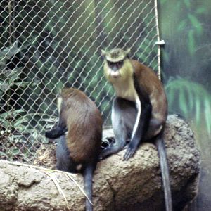 Tropics-Mona Monkeys