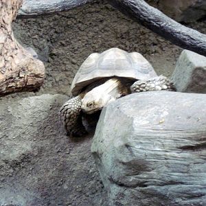 Tropics-African Spurred Tortoise