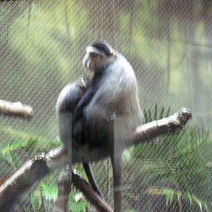 Tropics-Blue Monkeys