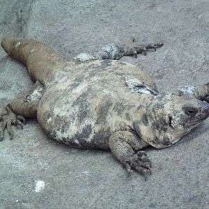 Sonora Desert Building - Isla San Esteban Chuckwalla