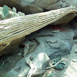 Sonora Desert Building - Isla San Esteban Chuckwalla/Desert Box Turtle Exhi