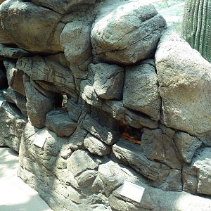 Sonora Desert Building - Terrariums