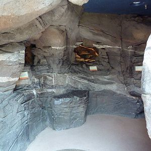 Sonora Desert Building - Terrariums