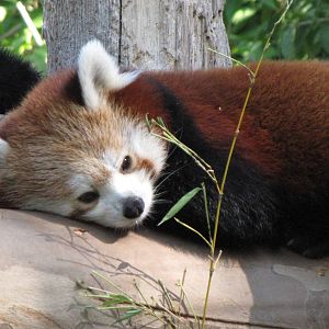 Red Panda
