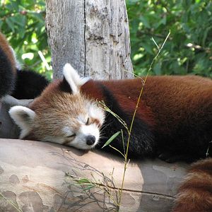 Red Panda
