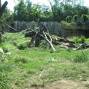Gorilla Habitat