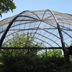 Cypress Swamp 1904 Aviary