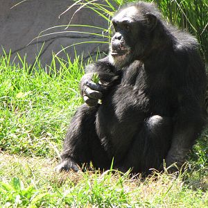 Chimpanzee