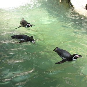 Humboldt Penguins