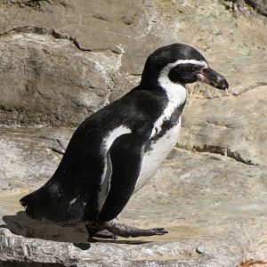 Humboldt Penguin