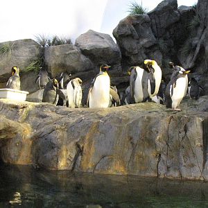 Penguin Cove