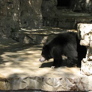 Sloth Bear