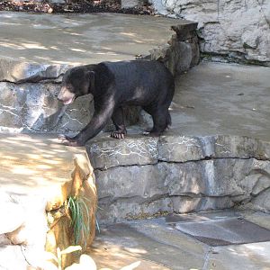 Sun Bear