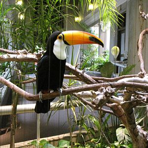 Toco Toucan