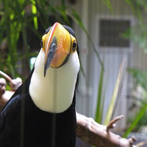 Toco Toucan