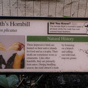 Blyth's Hornbill Exhibit Sign