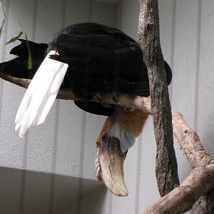 Blyth's Hornbill