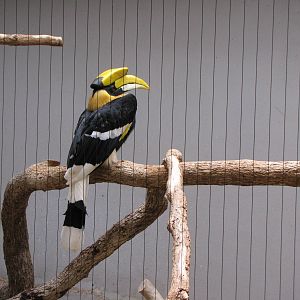 Greater Hornbill