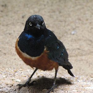 Superb Starling