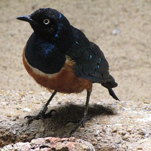 Superb Starling