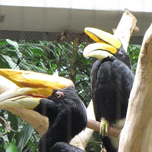 Rhinoceros Hornbills