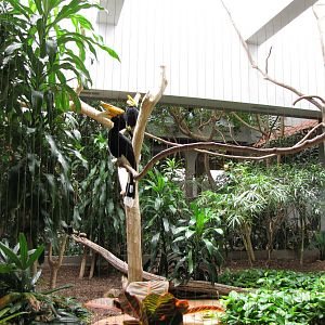 Rhinoceros Hornbill Aviary