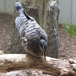 Sunbittern