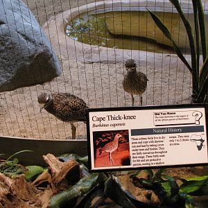 Cape Thick-knees