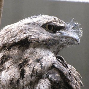 Tawny Frogmouth
