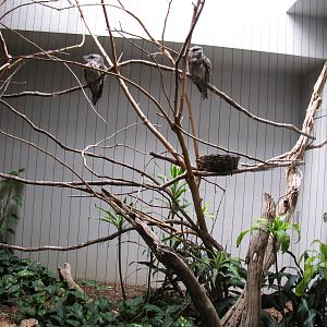 Tawny Frogmouths