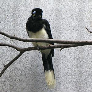 Plush-crested Jay