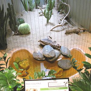 Burrowing Owl Exhibit