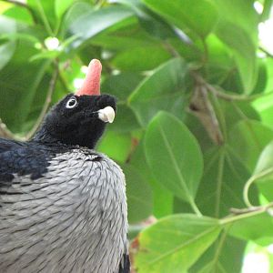 Horned Guan