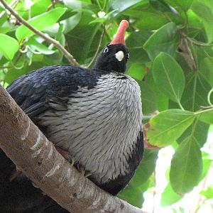 Horned Guan