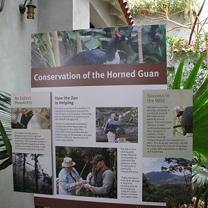 Horned Guan Conservation