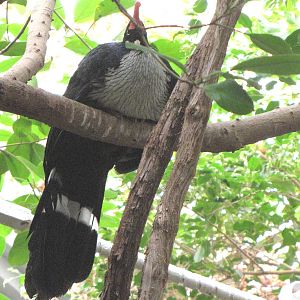 Horned Guan - Tropical Forest