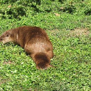North American River Otter