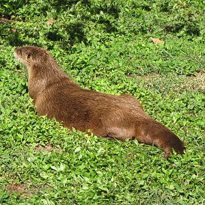 North American River Otter