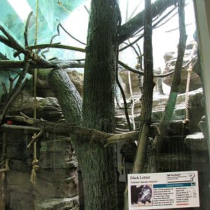 Mixed Lemur Exhibit