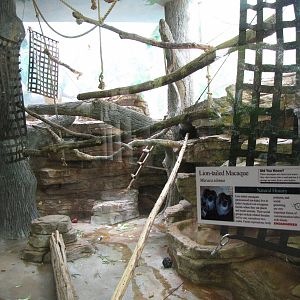 Lion-tailed Macaque Exhibit