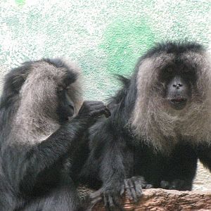 Lion-tailed Macaques
