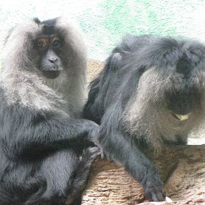 Lion-tailed Macaques