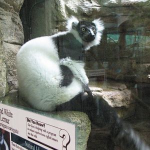 Black and White Ruffed Lemur