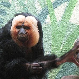 White-faced Saki