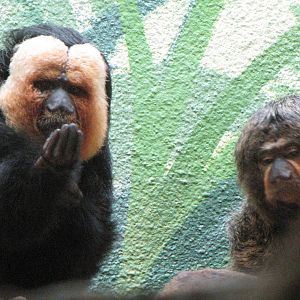 White-faced Saki